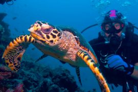 Buceo